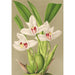 Reprodukcja obrazu Maxillaria grandiflora - Charles Antoine Lemaire
