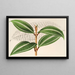 Miconia pulverulenta v trifasciata - Charles Antoine Lemaire — oprawiony obraz na ścianie