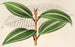 Miconia pulverulenta v trifasciata - Charles Antoine Lemaire — widok dzieła