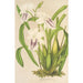Miltonia cereola - Charles Antoine Lemaire — widok dzieła