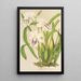Miltonia cereola - Charles Antoine Lemaire — oprawiony obraz na ścianie