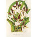 Miltonia cuneata - Charles Antoine Lemaire — widok dzieła