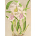Miltonia rosea - Charles Antoine Lemaire — widok dzieła