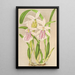 Miltonia rosea - Charles Antoine Lemaire — oprawiony obraz na ścianie