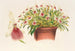 Miltonia spectabilis - Charles Antoine Lemaire — widok dzieła