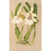 Miltonia spectabilis var virginalis - Charles Antoine Lemaire — widok dzieła