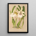 Miltonia spectabilis var virginalis - Charles Antoine Lemaire — oprawiony obraz na ścianie