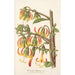Reprodukcja obrazu Musschia Wollastoni - Charles Antoine Lemaire