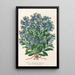 Reprodukcja obrazu Myosotis Impératrice Élisabeth semperflorens - Charles Antoine Lemaire
