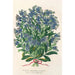 Reprodukcja obrazu Myosotis Impératrice Élisabeth semperflorens - Charles Antoine Lemaire