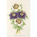 Reprodukcja obrazu Nigella hispanica variétés de la - Charles Antoine Lemaire