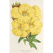 Oenothera lamarckiana - Charles Antoine Lemaire — widok dzieła