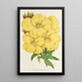 Oenothera lamarckiana - Charles Antoine Lemaire — oprawiony obraz na ścianie