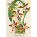 Reprodukcja obrazu Odontoglossum hallii - Charles Antoine Lemaire