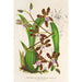 Reprodukcja obrazu Odontoglossum reichenheimii - Charles Antoine Lemaire