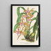 Reprodukcja obrazu Odontoglossum bictoniense var. splendens - Charles Antoine Lemaire