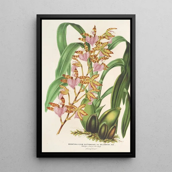 Charles Antoine Lemaire - Odontoglossum bictoniense var splendens.webp