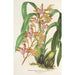 Reprodukcja obrazu Odontoglossum bictoniense var. splendens - Charles Antoine Lemaire