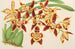 Odontoglossum luteopurpureum var. sceptrum - Charles Antoine Lemaire — widok dzieła