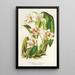 Reprodukcja obrazu Odontoglossum maxillare - Charles Antoine Lemaire