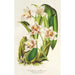 Reprodukcja obrazu Odontoglossum maxillare - Charles Antoine Lemaire