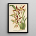 Reprodukcja obrazu Odontoglossum nevadense - Charles Antoine Lemaire