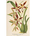 Reprodukcja obrazu Odontoglossum nevadense - Charles Antoine Lemaire