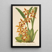 Reprodukcja obrazu Odontoglossum odoratum var. latimaculatum - Charles Antoine Lemaire