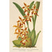 Reprodukcja obrazu Odontoglossum odoratum var. latimaculatum - Charles Antoine Lemaire