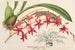 Odontoglossum roseum - Charles Antoine Lemaire — widok dzieła