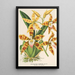 Reprodukcja obrazu Odontoglossum triumphans - Charles Antoine Lemaire