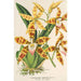 Reprodukcja obrazu Odontoglossum triumphans - Charles Antoine Lemaire