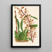 Reprodukcja obrazu Odontoglossum bictoniense - Charles Antoine Lemaire