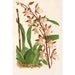 Reprodukcja obrazu Odontoglossum bictoniense - Charles Antoine Lemaire
