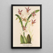 Reprodukcja obrazu Oncidium phalaenopsis - Charles Antoine Lemaire
