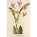 Reprodukcja obrazu Oncidium phalaenopsis - Charles Antoine Lemaire