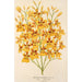 Oncidium aurosum - Charles Antoine Lemaire — widok dzieła