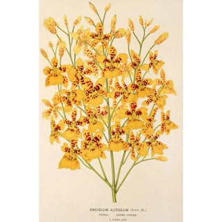 Charles Antoine Lemaire - Oncidium aurosum.webp