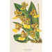 Oncidium bicallosum - Charles Antoine Lemaire — widok dzieła