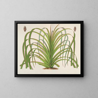 Charles Antoine Lemaire - Pandanus Mauritianus.webp