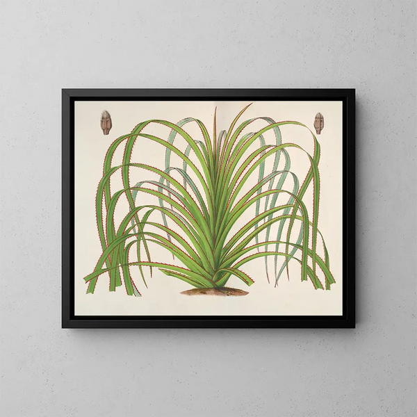 Pandanus mauritianus - Charles Antoine Lemaire — oprawiony obraz na ścianie