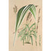 Panicum plicatum fol. niveovittatis - Charles Antoine Lemaire — widok dzieła