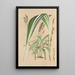 Panicum plicatum fol. niveovittatis - Charles Antoine Lemaire — oprawiony obraz na ścianie