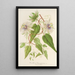 Reprodukcja obrazu Passiflora baraquiniana - Charles Antoine Lemaire