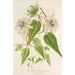 Reprodukcja obrazu Passiflora baraquiniana - Charles Antoine Lemaire