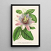 Reprodukcja obrazu Passiflora imperatrice Eugénie hybrydowa - Charles Antoine Lemaire