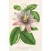 Reprodukcja obrazu Passiflora imperatrice Eugénie hybrydowa - Charles Antoine Lemaire