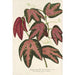 Reprodukcja obrazu Passiflora trifasciata - Charles Antoine Lemaire