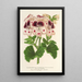 Reprodukcja obrazu Pélargonium des fleuristes fi remontantes Souvenir de Wilhelma - Charles Antoine Lemaire