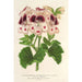 Reprodukcja obrazu Pélargonium des fleuristes fi remontantes Souvenir de Wilhelma - Charles Antoine Lemaire